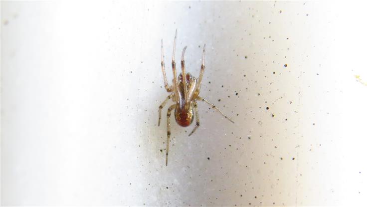 Theridiidae: Kochiura aulica, maschio - Costa de Caparica (Portogallo)